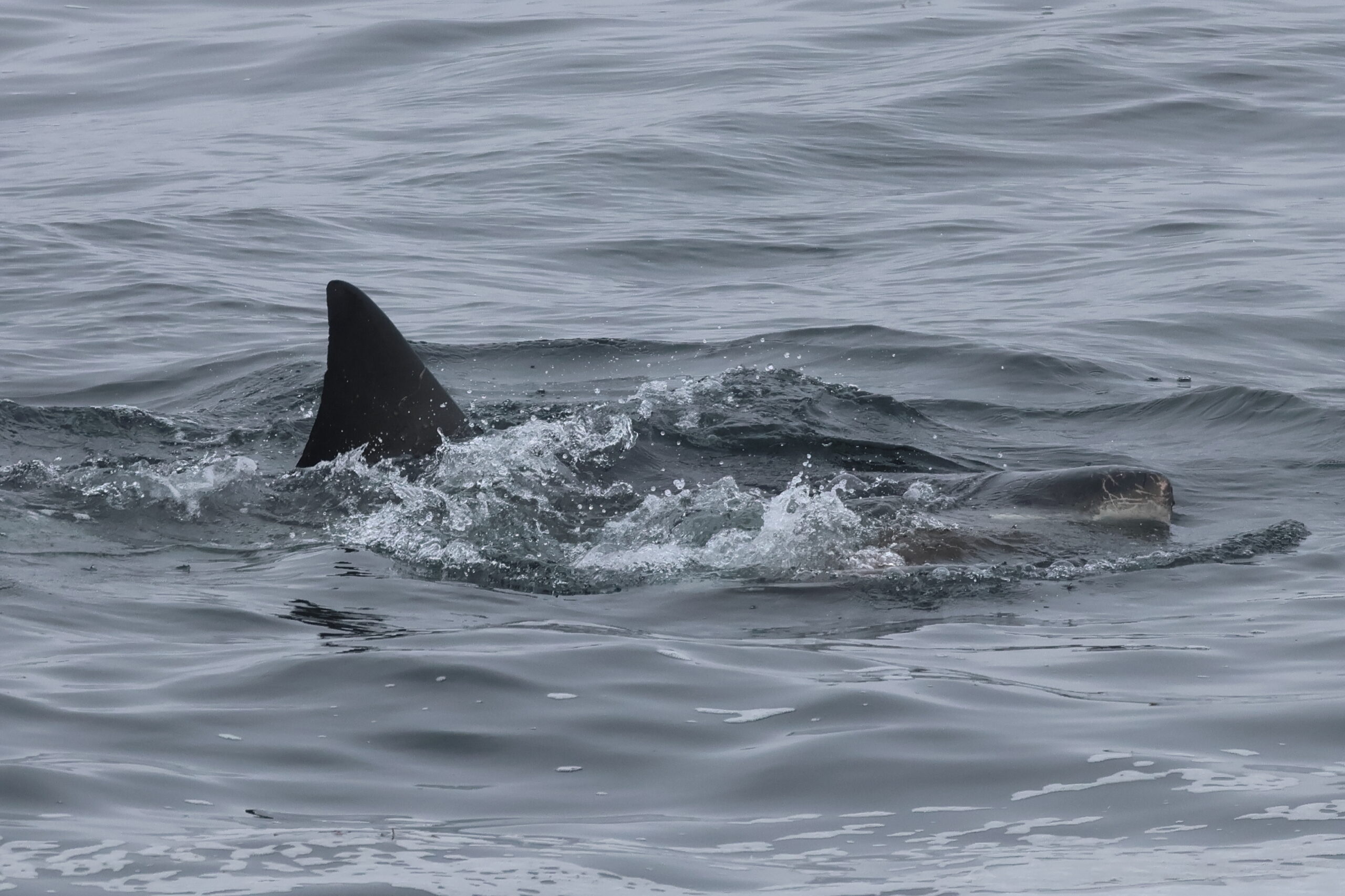 It’s shark season at the Farallon Islands! - Point Blue