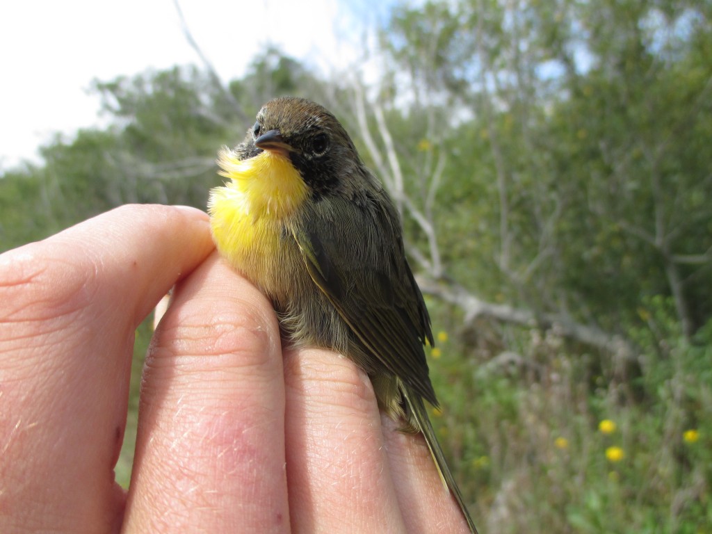 While not one of the most abundant species captured this month, this young Common Yellowthroat was determined to be a male by the incoming black mask.
