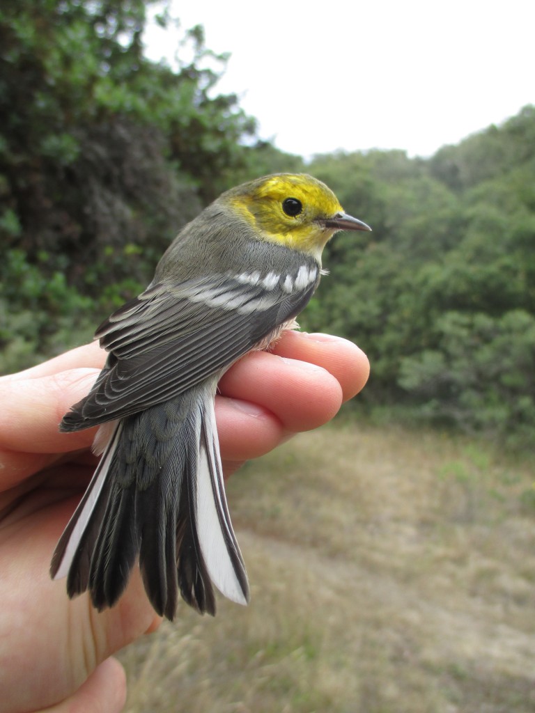 A young Hermit Warbler captured at the Palomarin Field Station in July. Photo by Janelle Chojnacki. 