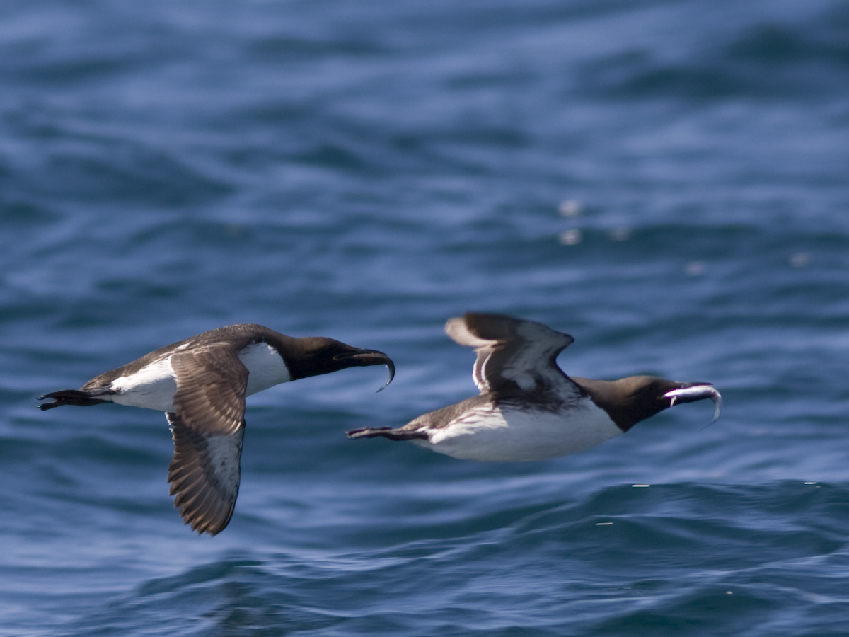 Common Murre SFO to Farallones SFO 06-21-08 067